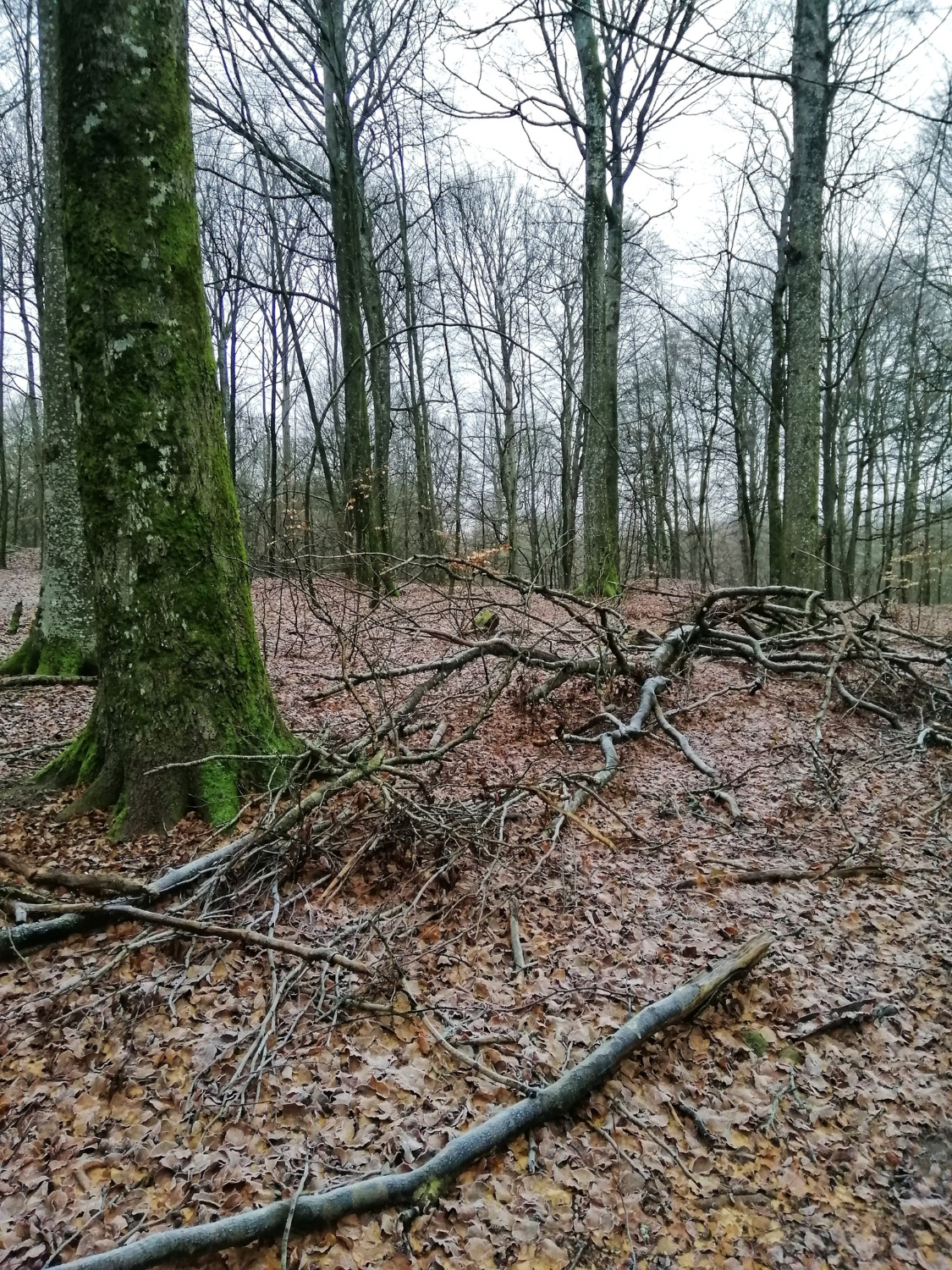 Storm Cleanup Near Me
