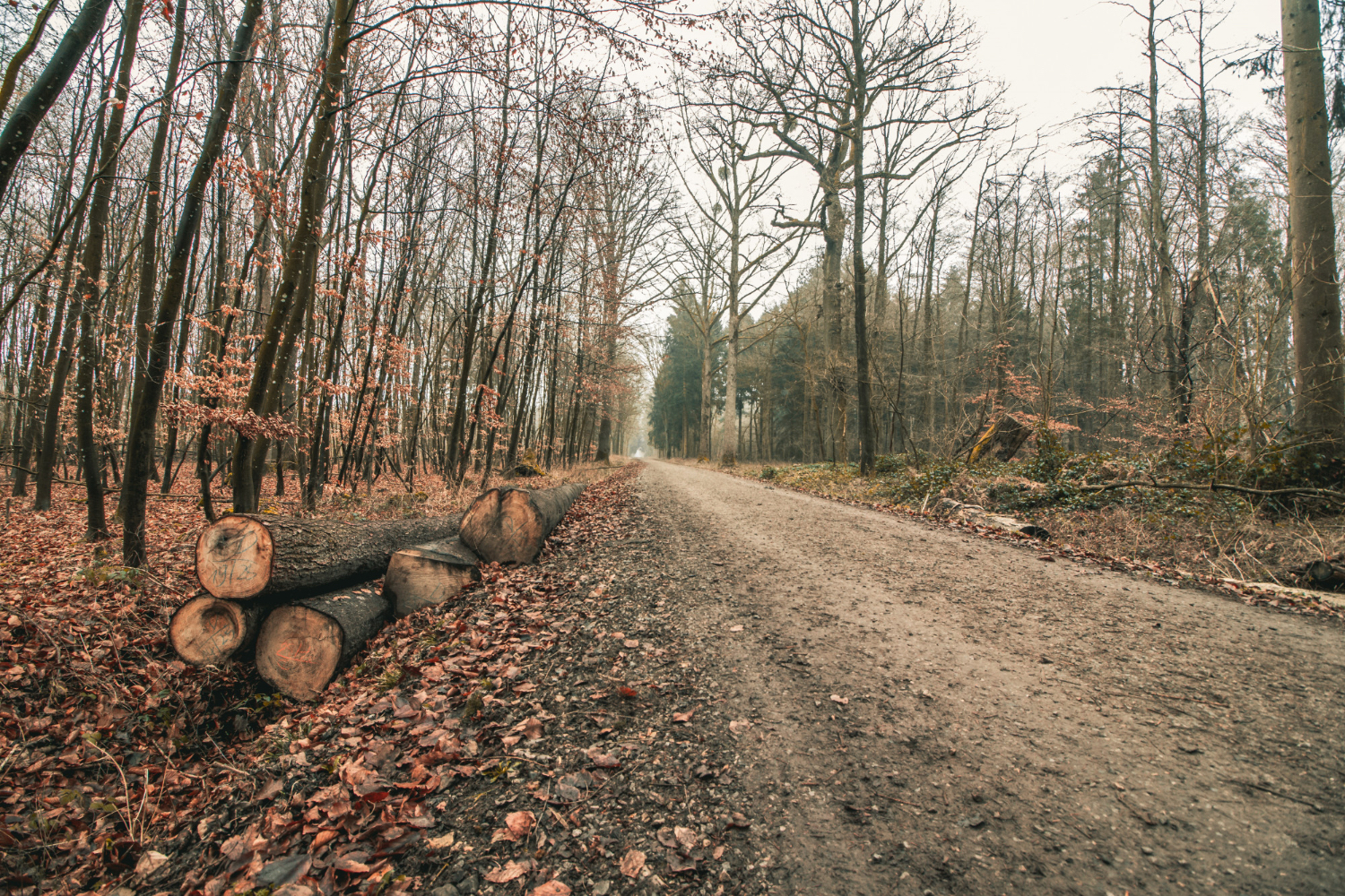 Why Choose Iron Wolf Land Services in Central Florida