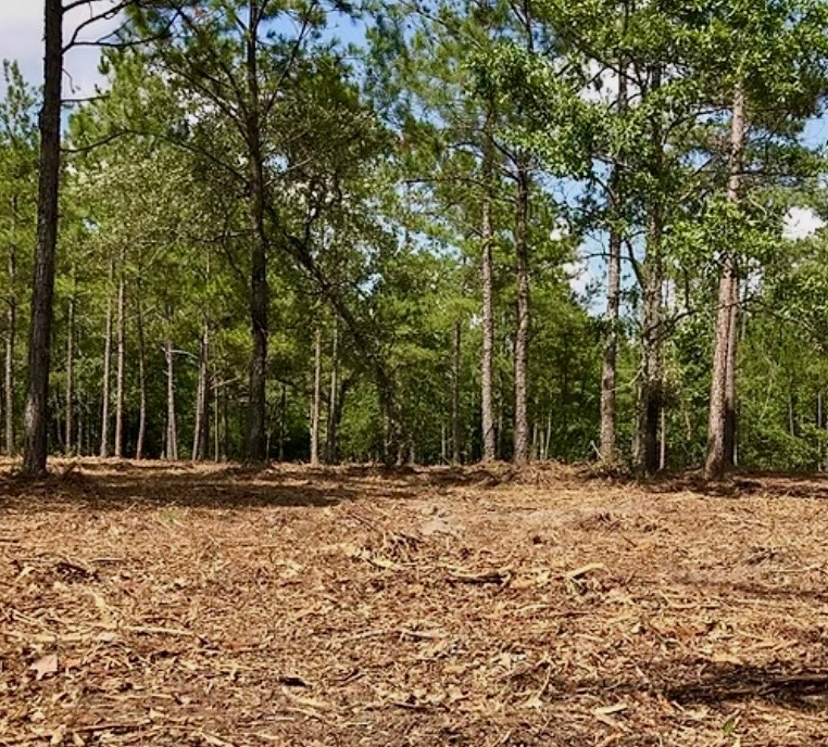 Forestry Mulching in Central Florida